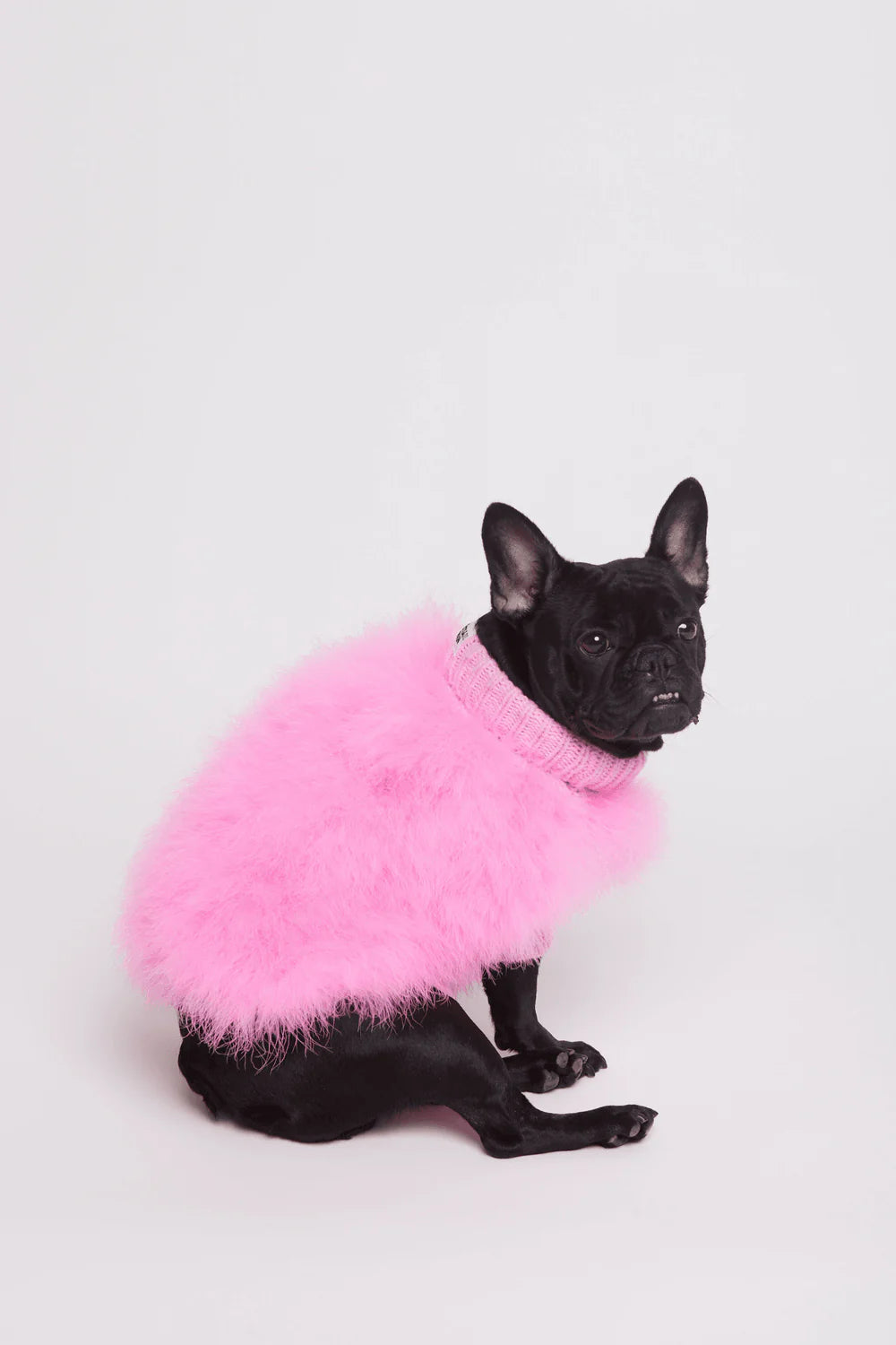 Christian Cowan x maxbone Dog Jumper