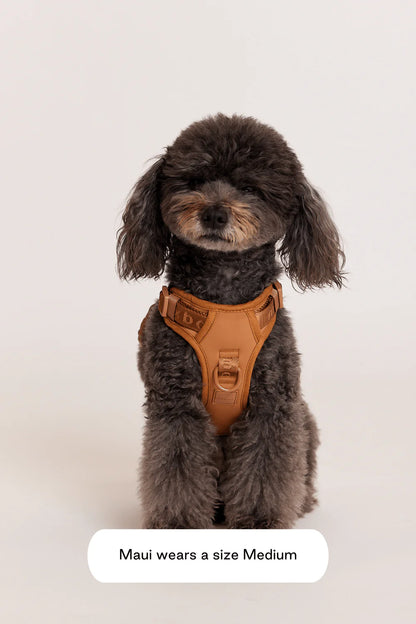 With Ease Dog Walking Bundle